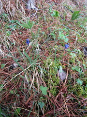 Muscari