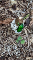 Ischiopsopha wallacei