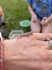 Anolis nebulosus