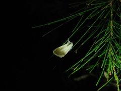 Acyphas semiochrea