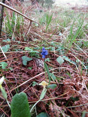 Muscari