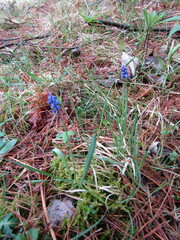 Muscari
