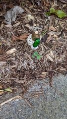 Ischiopsopha wallacei