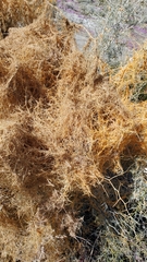 Cuscuta psorothamnensis