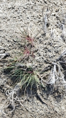 Aristida adscensionis