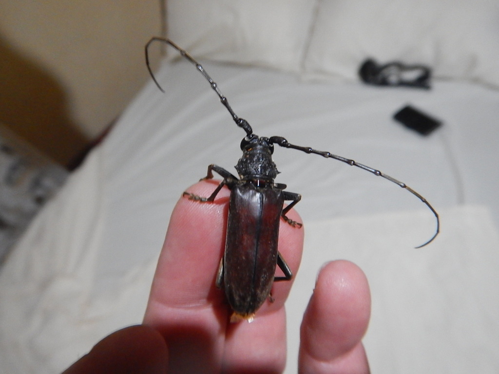 Neoplocaederus conradti