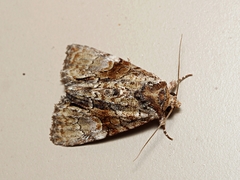 Epicyrtica leucostigma