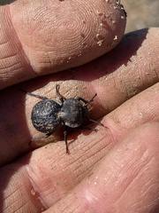 Microschatia inaequalis