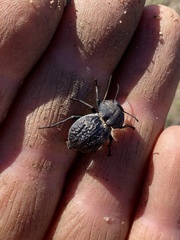 Microschatia inaequalis
