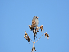 Spizella atrogularis