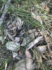 Calyptorhynchus lathami