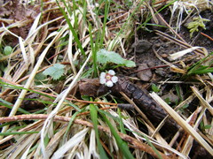 Potentilla micrantha