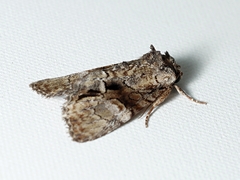 Epicyrtica leucostigma