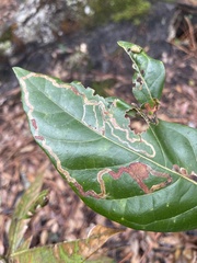 Phyllocnistis hyperpersea