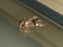 Epicyrtica leucostigma