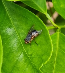Calliphora dubia