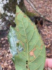 Phyllocnistis hyperpersea