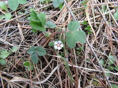 Potentilla micrantha
