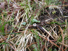 Potentilla micrantha