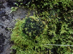 Scytinium lichenoides