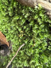 Forsstroemia trichomitria