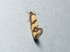 Olbonoma triptycha