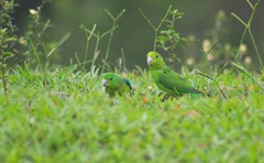 Forpus xanthopterygius