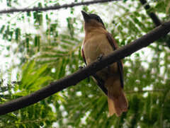 Pachyramphus validus