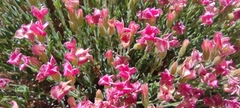 Viviania marifolia
