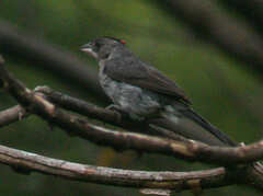 Coryphospingus pileatus