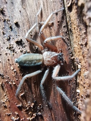 Olios