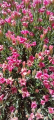 Viviania marifolia