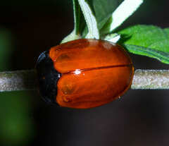 Chelymorpha cribraria