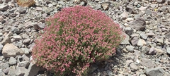 Viviania marifolia