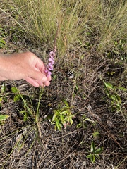 Liatris quadriflora