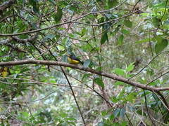Myioborus melanocephalus