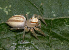 Chira