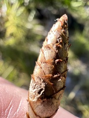 Xyris caroliniana