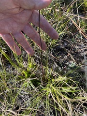 Xyris caroliniana