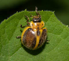 Epilachna clandestina