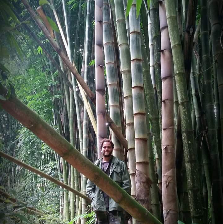 Dendrocalamus asper