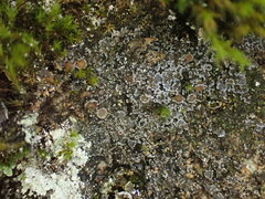 Fuscopannaria leucostictoides