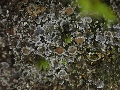 Fuscopannaria leucostictoides