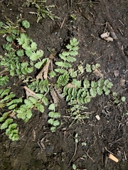 Erodium moschatum