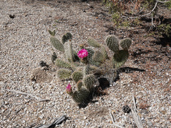 Opuntia diploursina