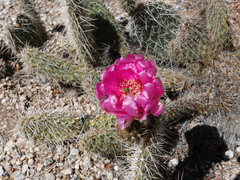 Opuntia diploursina