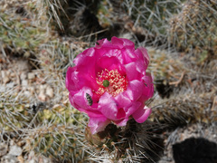Opuntia diploursina