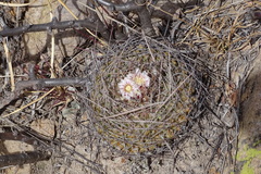Echinofossulocactus dichroacanthus