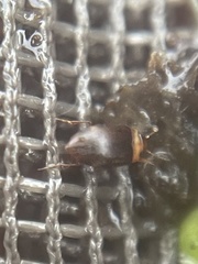 Bidessonotus