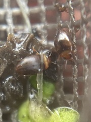 Bidessonotus